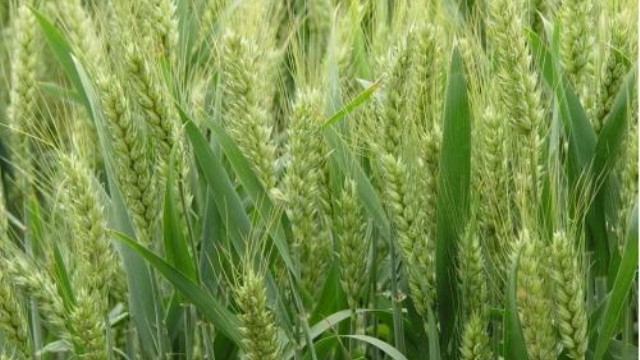 小麦和大麦的区别 花百科
