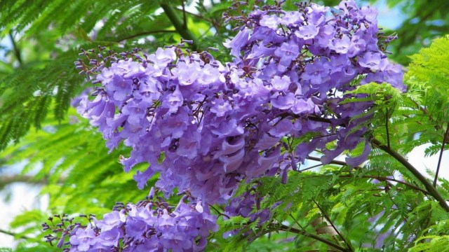 蓝花楹与凤凰木区别