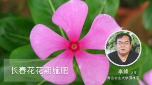 长春花花期施肥