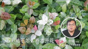 五彩络石怎么养才开花