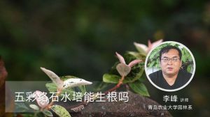 五彩络石水培能生根吗