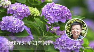 绣球花对孕妇有害吗