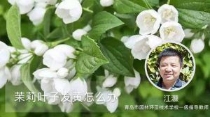 茉莉叶子发黄怎么办