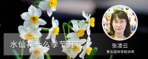 水仙花什么季节开花