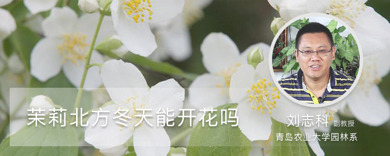 茉莉北方冬天能开花吗