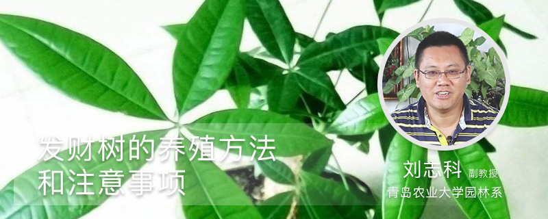 发财树的养殖方法和注意事项