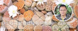 生石花蜕皮过程与如何断水