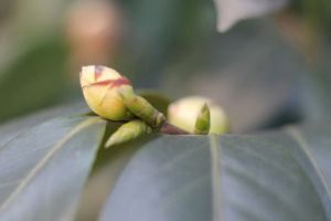 “茶花”开花之前，1把剪刀剪一剪，花开得更旺了