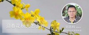 迎春花秋天怎么养