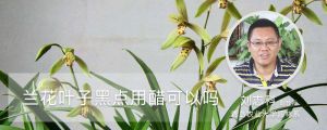 兰花叶子黑点用醋可以吗