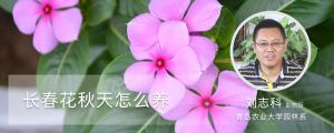 长春花秋天怎么养