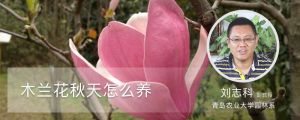 木兰花秋天怎么养