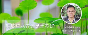 铜钱草水养还是土养好