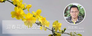 迎春花用什么土好