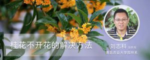 桂花不开花的解决方法