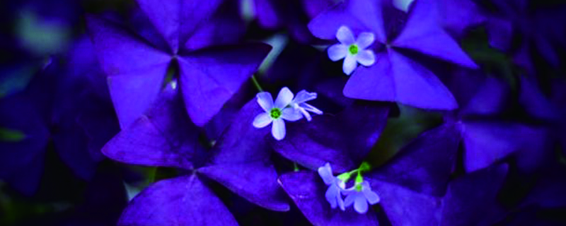 紫叶酢浆草 球根植物 花卉大全 日夏养花网