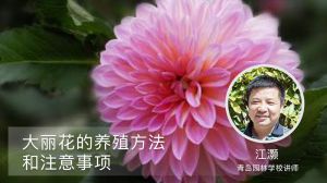 大丽花的养殖方法和注意事项