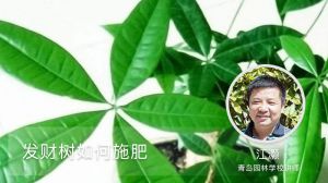 发财树如何施肥