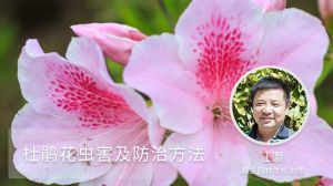 杜鹃花虫害及防治方法