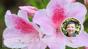 杜鹃花掉叶子是什么原因