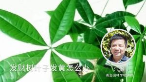 发财树叶子发黄怎么办