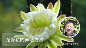 龙骨花的养殖方法