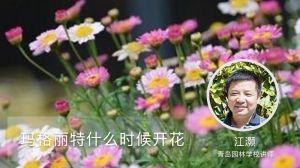 玛格丽特什么时候开花