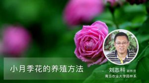 小月季花的养殖方法