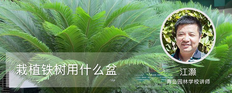 栽植铁树用什么盆