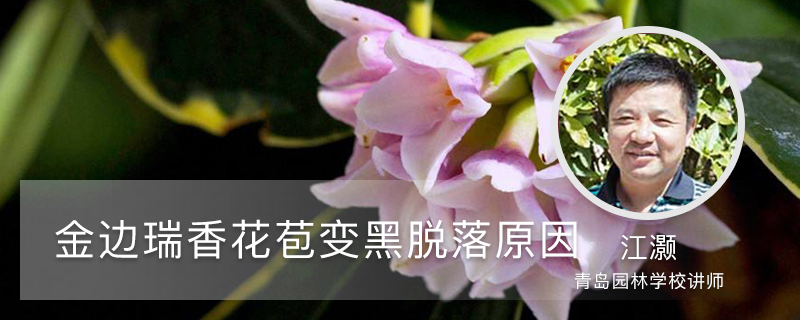 金边瑞香花苞变黑脱落，还能救活吗