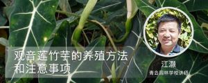 观音莲竹芋的养殖方法和注意事项