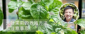 大叶茉莉的养殖方法和注意事项