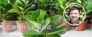 豆瓣绿什么时候开花