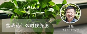 盆栽花什么时候施肥