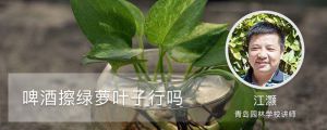 啤酒擦绿萝叶子行吗（什么植物可以用啤酒擦）