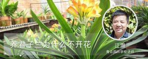 养君子兰为什么不开花