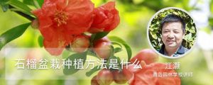 石榴盆栽种植方法是什么，石榴籽可以种小盆栽吗