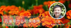 孔雀草什么时候播种，种植距离是多少