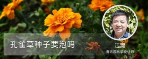 孔雀草种子要泡吗，何时播种