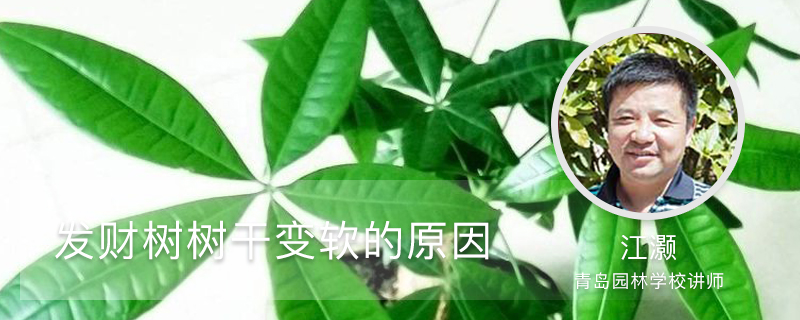 发财树树干变软的原因,能救活吗