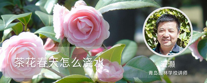 茶花春天怎么浇水