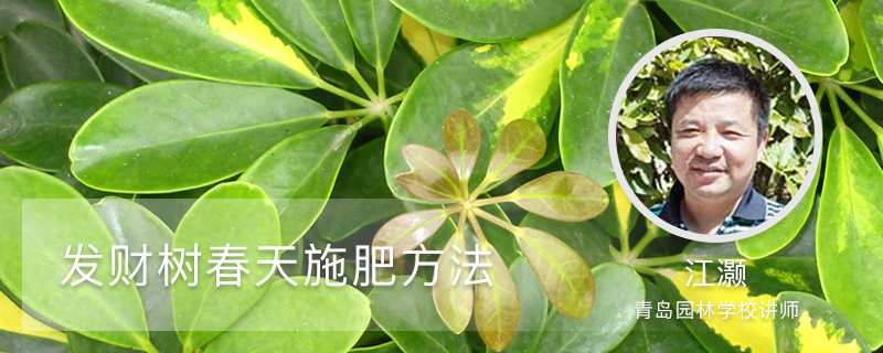 发财树春天施肥方法