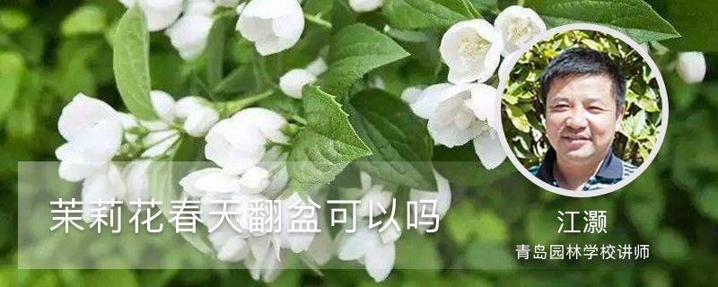 茉莉花春天翻盆可以吗