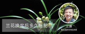 兰花换盆后多久施肥