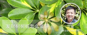 发财树树桩怎么催芽