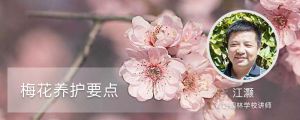 梅花养护要点