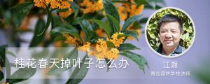 桂花春天掉叶子怎么办