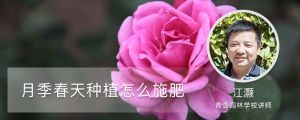 月季春天种植怎么施肥