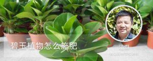 碧玉植物怎么施肥