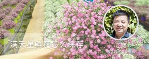 满天星鲜花怎么保存